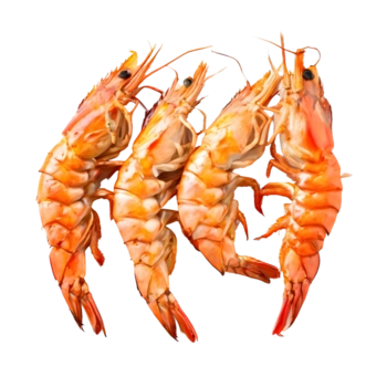 Garnellen Illustration